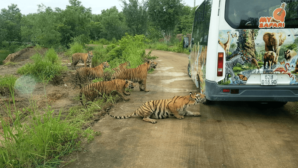 My Quynh Safari, located in Long An, is the first semi-wild safari zoo in the Mekong Delta region (Source: My Quynh Safari)